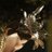 macarenasnp's profile image