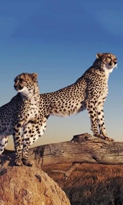 rakan1112221's profile picture. 