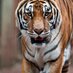 South View Football (@softballsvtiger) Twitter profile photo South View Football (@softballsvtiger) Twitter profile photo
