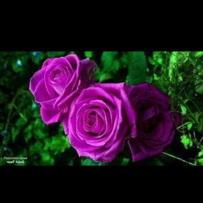 ‏‏‏‏‏‏‏‏‏‏‏‏‏‏‏‏‏‏‏‏أمرأة أكره الذكور


#أذكر_الله
سبحان الله والحمدلله ولاإله إلاالله والله أكبر ولا حول ولاقوة إلابالله

(زاهدة بالدنيا لاشيء فيها يغريني)