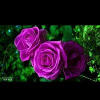 سارة (١٤٤٠/١١/٥&٢٠١٩/٧/٨) (@mtr30009) 's Twitter Profile Photo