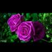 سارة (١٤٤٠/١١/٥&٢٠١٩/٧/٨) (@mtr30009) Twitter profile photo سارة (١٤٤٠/١١/٥&٢٠١٩/٧/٨) (@mtr30009) Twitter profile photo