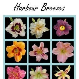 Visit Harbour Breezes and enjoy over 800 varieties of daylilies, over 100 varieties of Japanese iris, and 100’s of other plants in our fully landscaped gardens