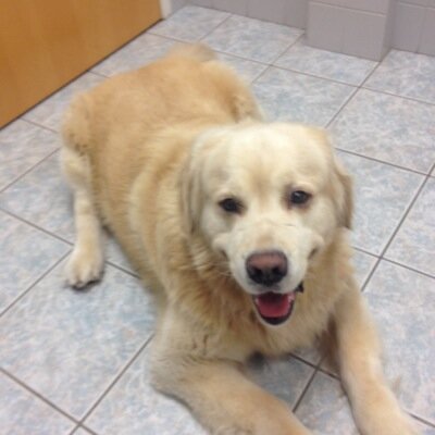 LysinaS's profile picture. 