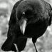 Jenny M (@jweepingcrow) Twitter profile photo