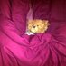 Chazz best cuddler  (@chazz_best) Twitter profile photo