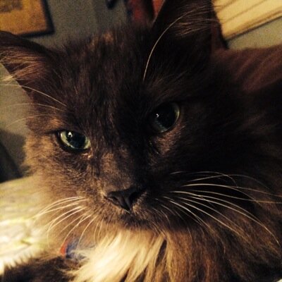 What happened! I used to live in Laguna Beach, CA; now I'm in Yonkers NY. I'm Smokey aka @MrMoeCat sometimes known as Mozambique, Moses, and other Mo- names