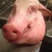 michael bonk (@bonkchef) Twitter profile photo