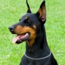Breed:Doberman RP1:Monica RP2:single RP3:Single RP4:single just a gaurd dog for @snowfur_