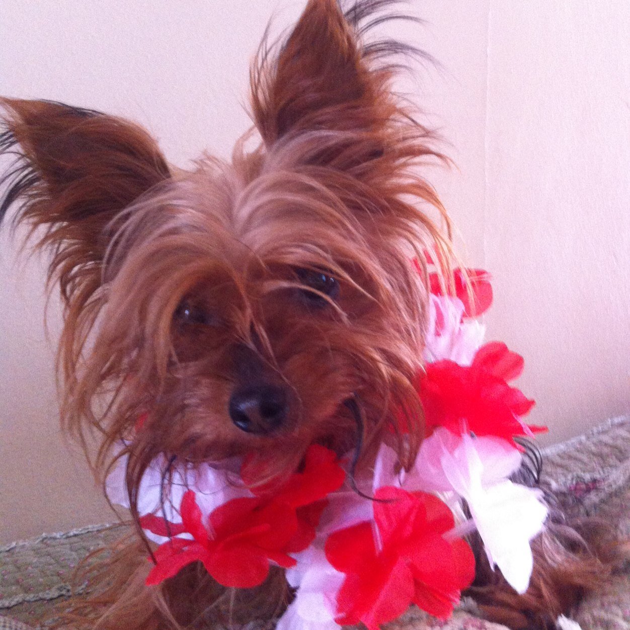 jacogd's profile picture. 