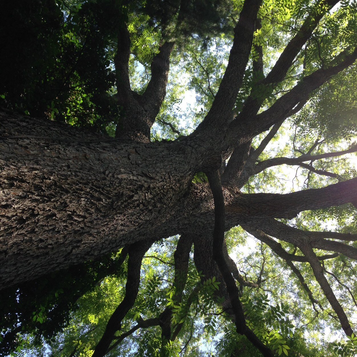 Sinforosarules's profile picture. Just me, in the world