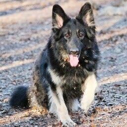 bearpawshilohs1's profile picture. I am owned and loved by Shiloh Shepherds, Great Pyrenees and a few Rescued fur babies!