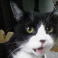 nokonoko841s's profile picture. 白黒はちわれ猫と同居（猫も自分も♂）。ネコブログやってます。ノコノコはスーパーマリオカートのお気に入りキャラから