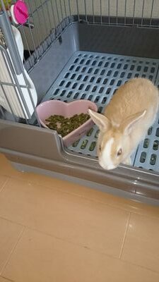 ５月にうさぎを飼いました。とても癒されます。