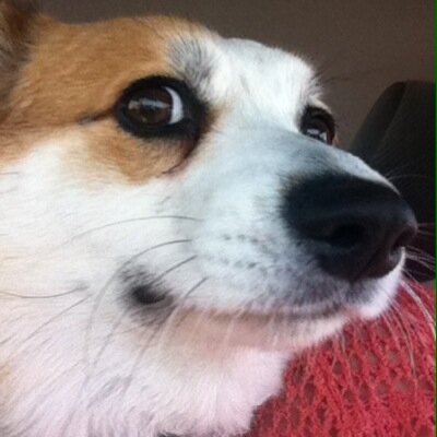 #CorgiNation #CorgiStrong #Bogart'sMomma Mom of the most AMAZING son!! @DoctorDeportes #BoilerUp