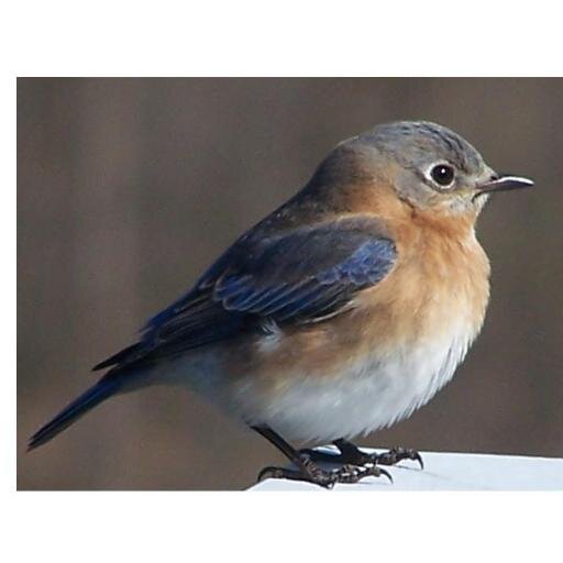 mjbuehlman's profile picture. Work in non-profit, housing, aging, other-abled persons(ADA)