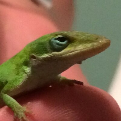 Sexy lady killer, dont use a low caliber bullet on a high caliber lizard, just your everyday badass lizard #LGOD #MoneyGang
