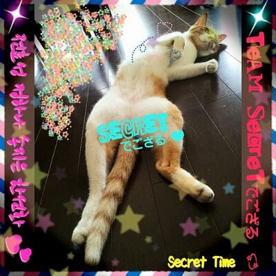♡시크릿♡  ☆シクリ好き✌☆　　
                                                  ♡猫も好き… “╰ᘏᗢ ❣๓ÿ ❤︎
                                               ♡フォロー Ƭʜᵃℕҡ ყօϋ୨୧ᐝ😉👍
