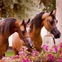 موضي آل سعد . (@m__s97) 's Twitter Profile