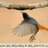 Issa_AlHashmi's profile image
