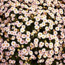 lauren avery - @lauren_avery26 - Twitter