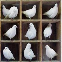 Pegion Profile