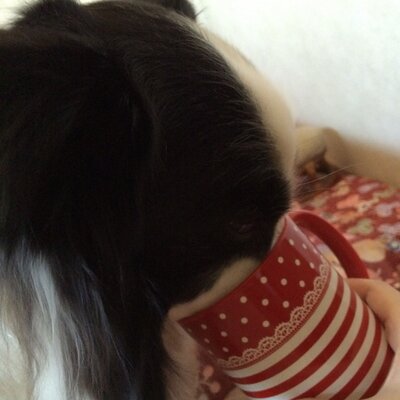 T O M Y 良かったー ノd Rt Twinavi 話題の記事 竜巻で犬小屋ごと飛ばされた飼い犬 ワン太郎 無事戻る Http T Co Bx2scupq