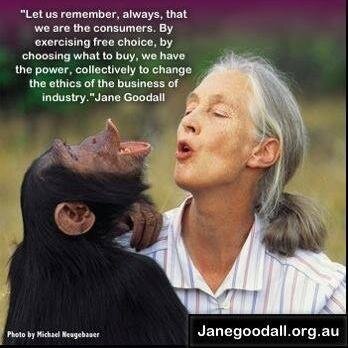 Is a global NGO empowering people to make a difference for chimpanzees and the environment.Through research, public education and advocacy.