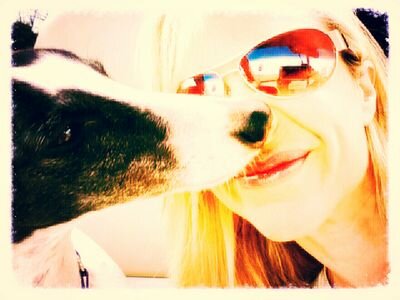 devereuxwhippet's profile picture. 