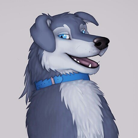 HuskyCurl's profile picture. An energetic, fun loving husky that's always happy to meet new people~ Feral ~ Owner: @QuikBunny [SFW/NSFW]