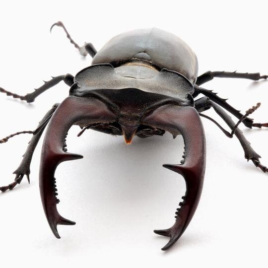 DaDevapp's profile picture. 