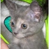 dramasylum's profile picture. Scriptwriter, composer, Creative Director, part time professor, Gaeilgeoir, activist, now with doctorate.  Ha!