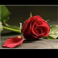 вαdooor (@albadry4000bdr) Twitter profile photo