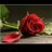 Albadry4000Bdr's profile image