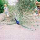 Kay Frances Zmiejko - @KayKzmiejko - Twitter