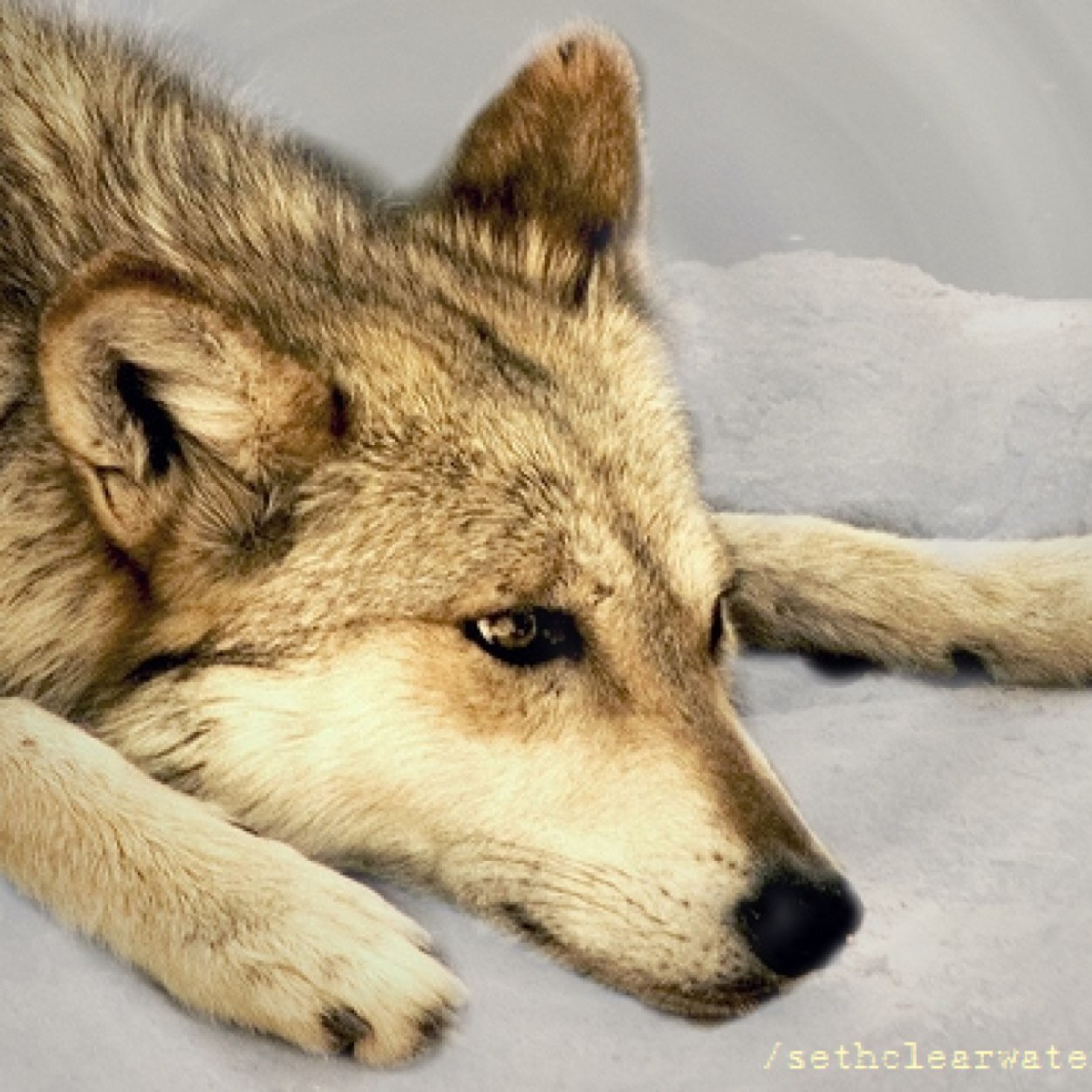 Hi i am seth youngest wolf im my pack my sister is rosemary.@White_Rose_Wolf and i love her in a family way.