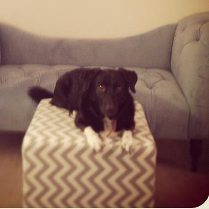 YonisDogBob's profile picture. 