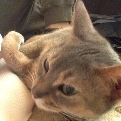 norarimono's profile picture. のらに暮らす家事炊事屋。人間恐怖症の犬と猫不得手の猫、人見知りの若い猫同居。。アクアリウム。園芸、俄かに競馬。 なにかしらの精神障害もち。