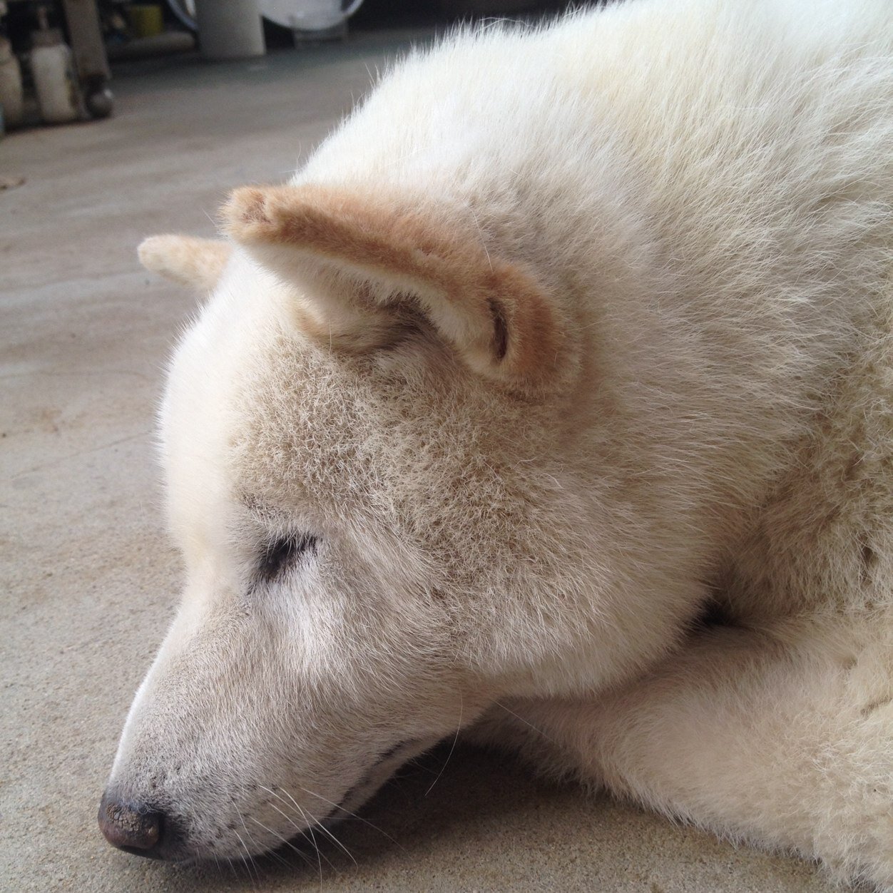 堀川くんと書いてサイコパス(こう🐶)さんのプロフィール画像