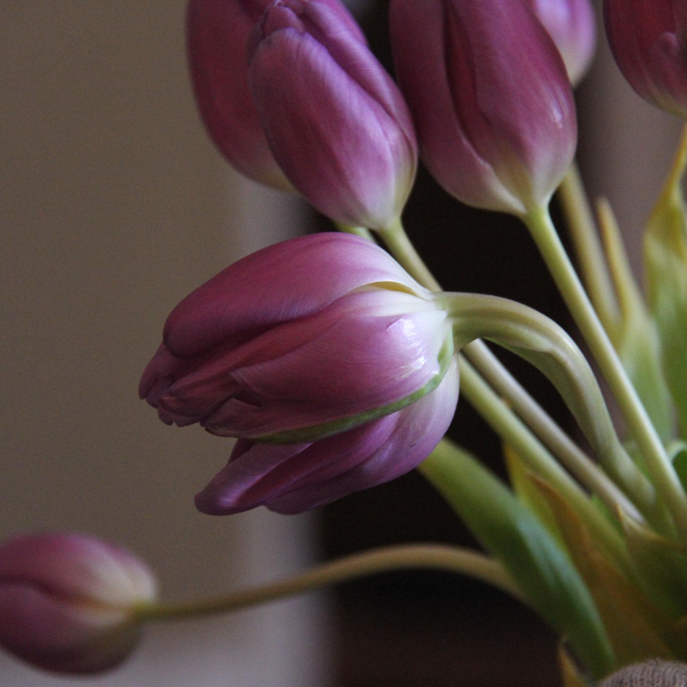 naomipaintings's profile picture. furniture rescuer, DIY everything home, crafts for fun, oil /watercolour artist