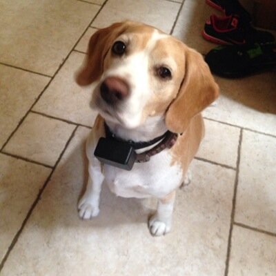 beagle_coco's profile picture. Food. Treats. Hunting.