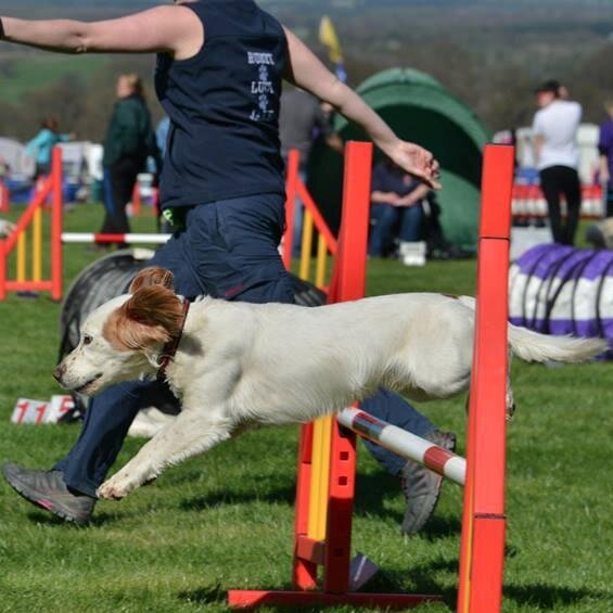 #Northumberland Photographer & Entrepreneur. Owned by #Spaniels, teach & compete in #dogagility @RavenRAgility @sitstaycapture. This is my personal Twitter page