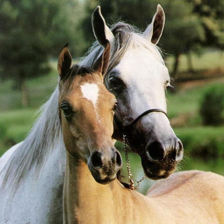 Um lugarzinho especial para amantes de cavalos!