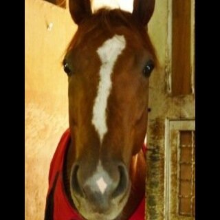 競馬＆競艇好きなアカウントです(・ω・) 野球も好き(・ω・) 頻度少ないけどたまにつぶやきます(・ω・) 主に競馬競艇関連ツイートするよ(・ω・)競馬は馬が好きなんではじめました。 好きな馬 ナリタブライアン ウオッカ 好きな場 平和島 蒲郡 住之江 まるがめ