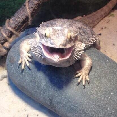 Since I am the most popular and luxurious of the reptiles here at the Exploreum, I decided it's high time that I reach out to my fans. You're welcome