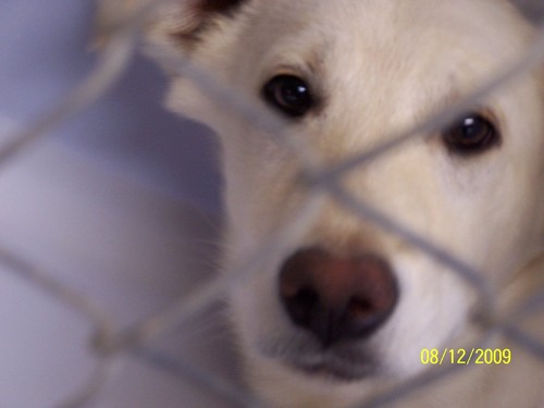 Second Chance for Homeless Pets,  homeless pet adoption agency.  We are a 501(c)3 non-profit charity dedicated to helping homeless pets find loving homes!