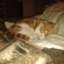 Dr.Cumbercat (@thecumbercat) Twitter profile photo Dr.Cumbercat (@thecumbercat) Twitter profile photo