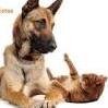 Me encantan los animales son excelentes compañeros.