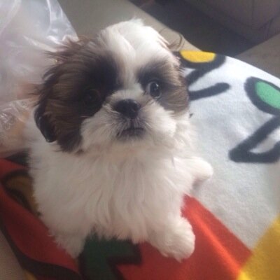 2019年1月と7月にお空に旅立ったマロンとキャンディ🐶🌈 お家にいるれもん、きなこ、あんず、パン、猫のチビと人間2人の家族です。