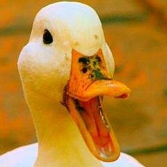 snailbreeder's profile picture. angry duck, breed snails.
